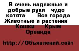 В очень надежные и добрые руки - чудо - котята!!! - Все города Животные и растения » Кошки   . Крым,Ореанда